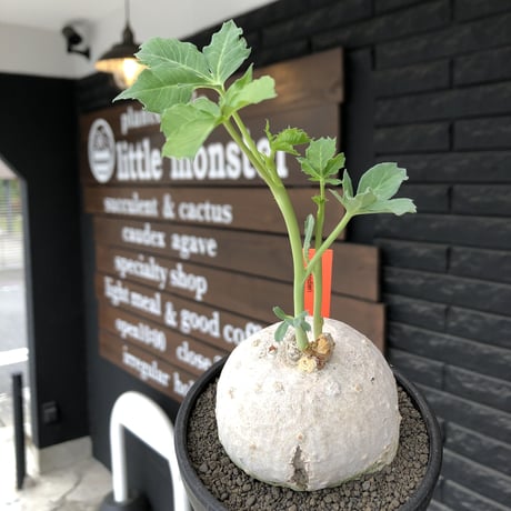jatropha berlandieri《大きめ M size》※現地球発根後店主国内管理4年株※球体樹形に極美しい白肌と葉とのcontrastが堪らない※mad black bowl pot植え