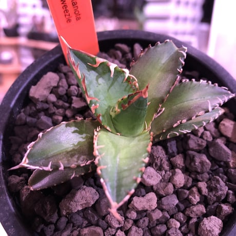 agave  titanota    red  catweezle《S size》※大人気の赤棘チタノタ‼︎ ※mad black pot植え（限定3株）