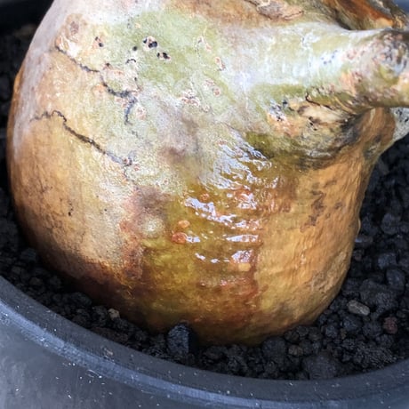 pachypodium gracilius《大きめM size》極ぼってり低重心樹形&現地焼け肌※現地球発根後店主国内管理4年株※丸みも強く極めて低重心ぼってり樹形※mad black pot植え