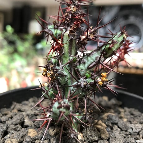 euphorbia aeruginosa《M size》※現地球株発根済※枝振り良く稀なほど整った出立ちバランスでキモカワナな渾身の一株‼︎※black bowl pot植え