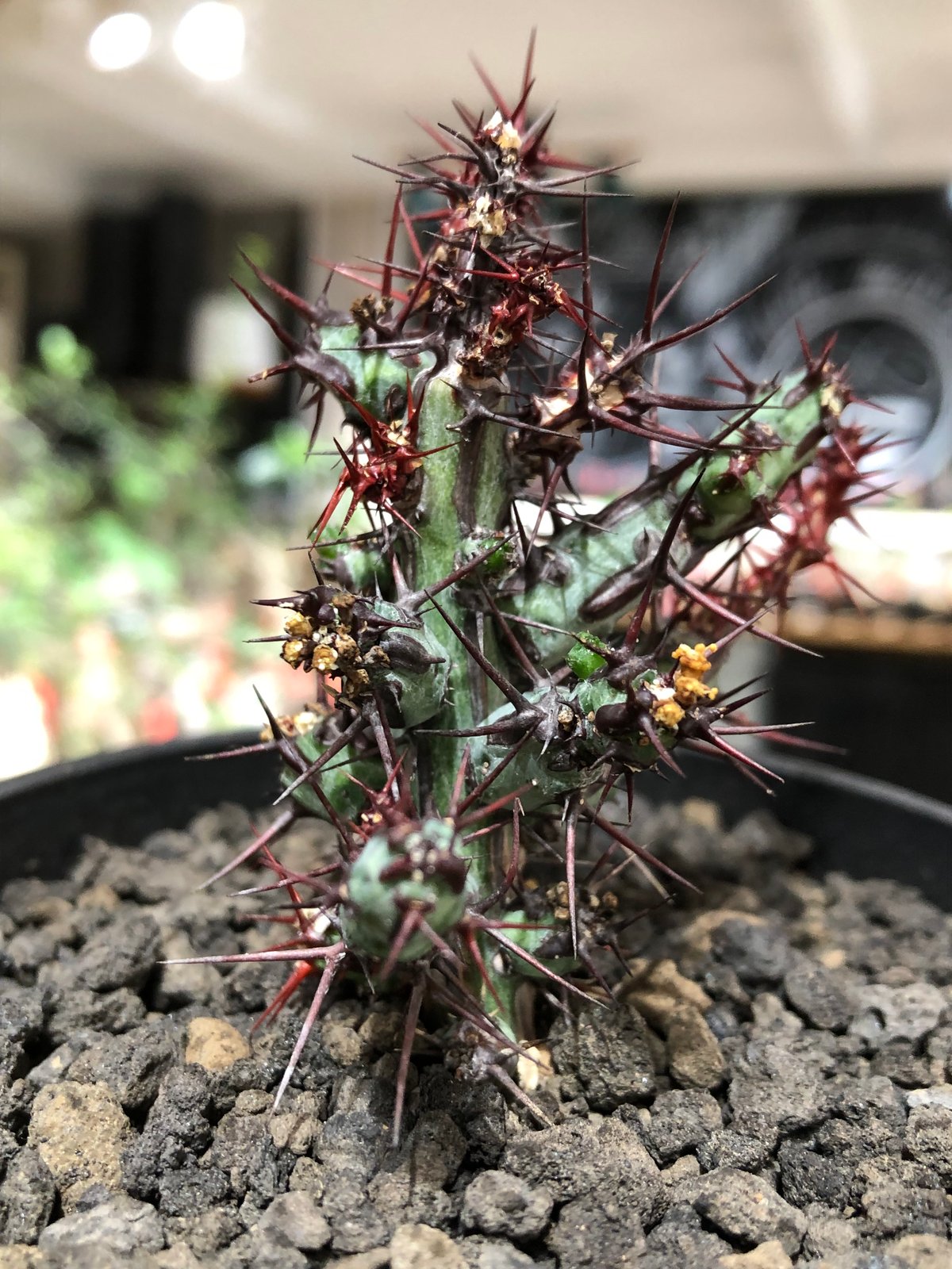 euphorbia aeruginosa《M size》※現地球株発根済※枝振り良く稀なほど整