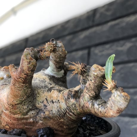 pachypodium gracilius《M size》偏平&短枝良枝振り株※現地球発根後店主国内管理2年株※極めて低重心偏平且つ枝振りも良き一株※mad black pot植え