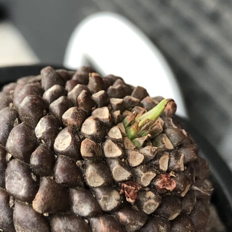 euphorbia  bupleurifolia《大きめM size 》※激まん丸株※現地球発根後店主国内管理5年株※ボコボコ肌に個体差としての球体感が堪らない一株※mad black pot植え