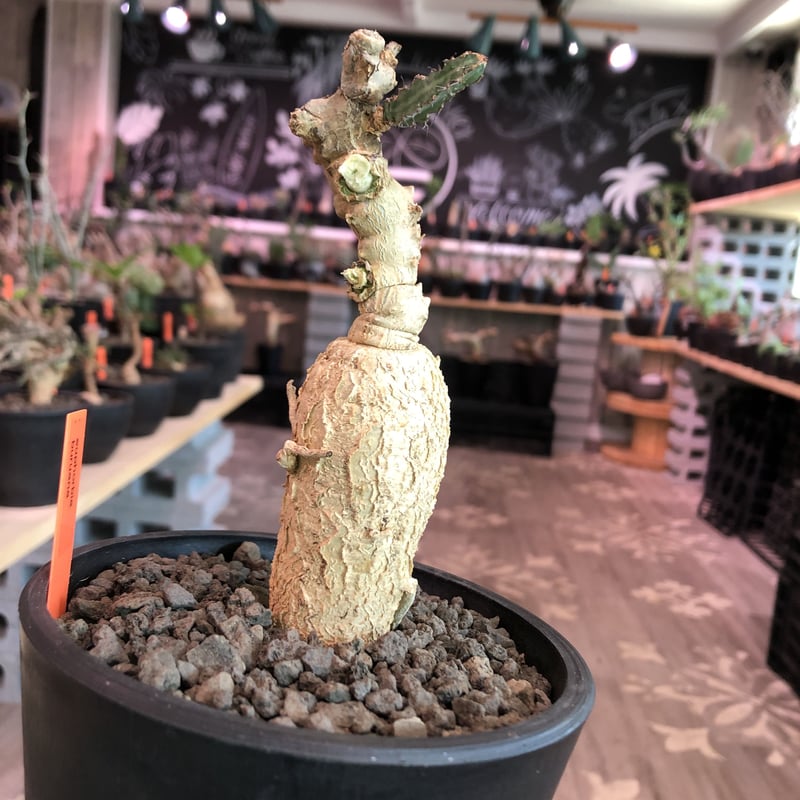 ユーフォルビア・ブルアナ（Euphorbia buruana）　希少 Euphorbia buruana【ユーフォルビア・ブルアナ】 | RIMO'S GREEN