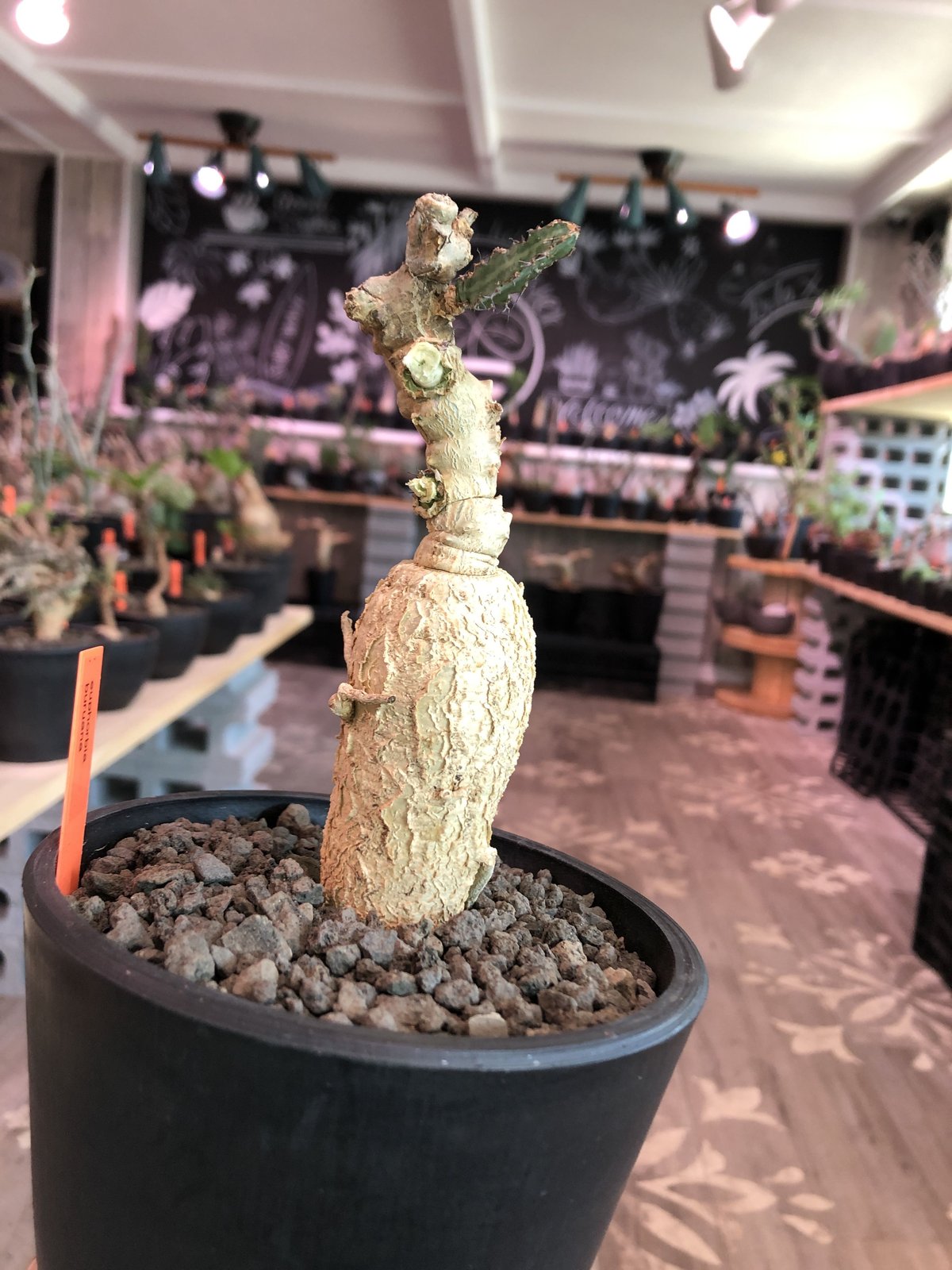 euphorbia buruana《M size》※塊根ユーフォルビアの中で最も希少