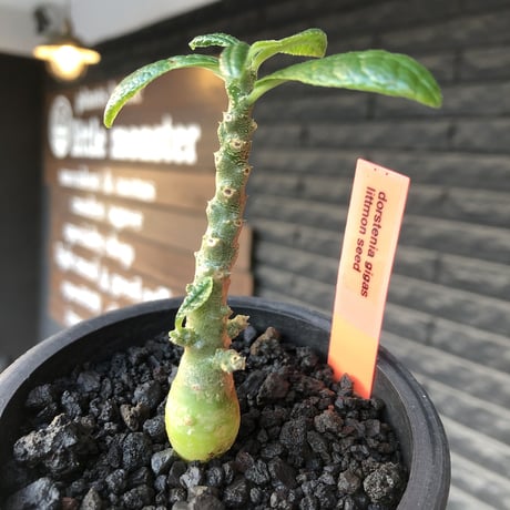 希少‼︎ dorstenia gigas《大きめS size》littmon seed🌱（実生株）※大変樹形バランス良き株元もぼってり樹形な選抜株‼︎※mad black pot植え