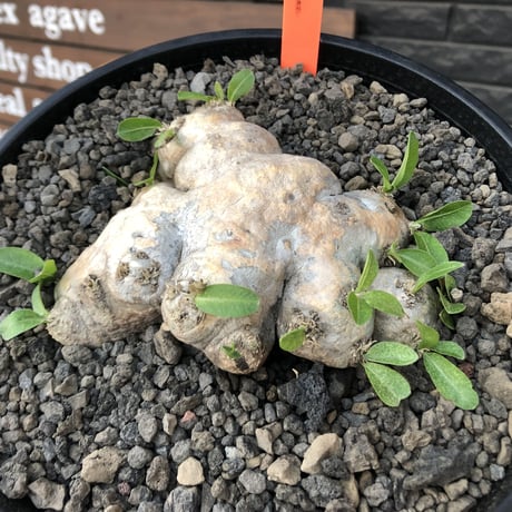 pachypodium  brevicaule恵比寿笑い《M size》※現地球発根済株※より偏平さが強く、肌質や肌カラーが大変綺麗な笑い‼︎今後流通少なくなります※浅鉢植え