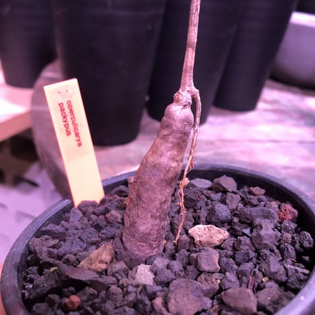 opercullicarya   packypus  littmon  seed🌱 《4年半株》枝振り装い良き1株‼︎※mad black  bowl  pot植え！リクエスト追加補填 1株