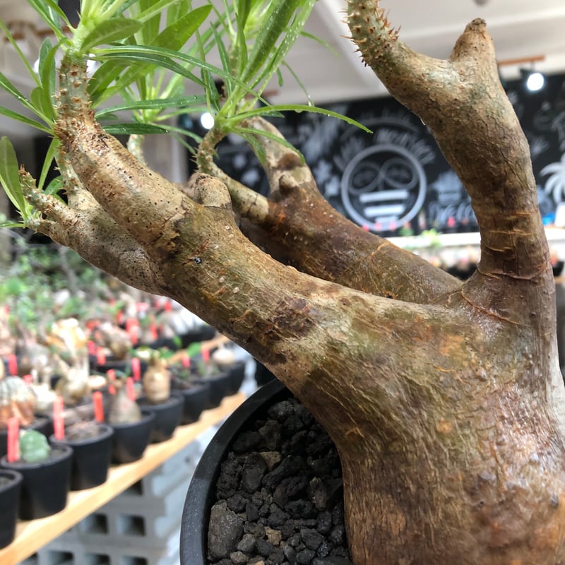 pachypodium inopinatum《L size》※現地球株発根済※斜面に自生のため