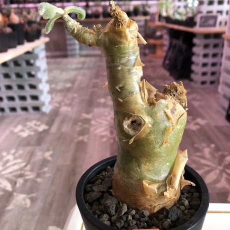 tylecodon  paniculatus《M size》※一番大きく成長する2種類のパニクラーツス‼︎※mad black pot植え　※限定２株