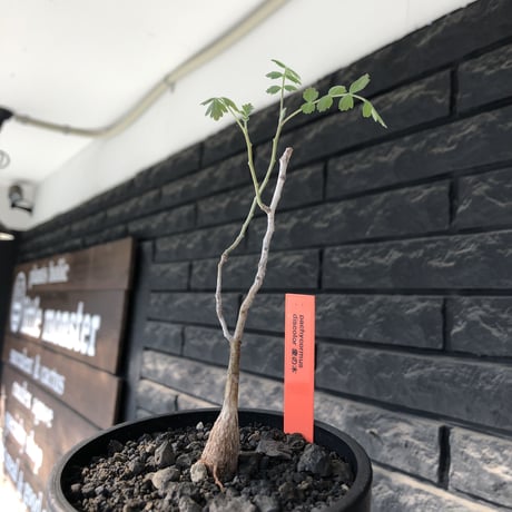 pachycormus discolor 象の木 littmon  seed🌱 《5年株》※成長極遅いなか美しく立派に育ってくれた繊細な一株※mad black bowl pot植え