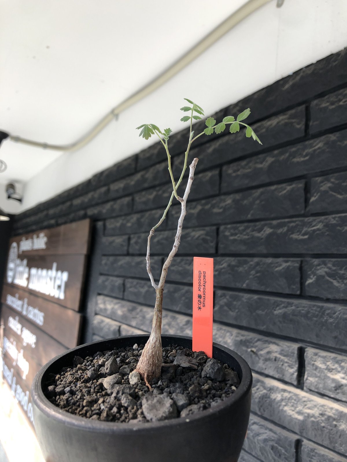 pachycormus discolor 象の木 littmon seed? 《5年株》※成