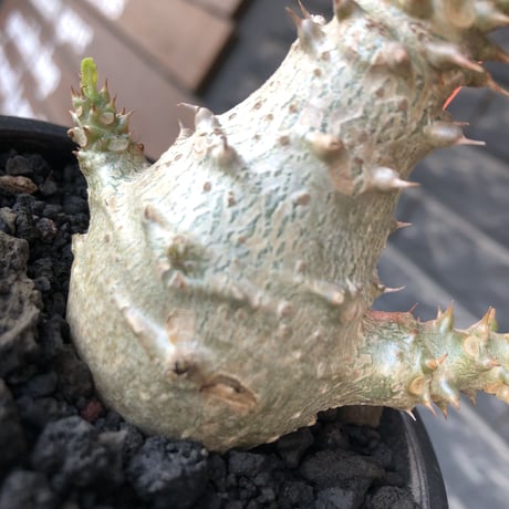 pachypodium windsorii《M size》※選抜littmon seed🌱※weight低き極ぼってり株元&枝振りも◎良樹形※mad black pot植え