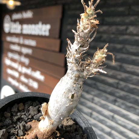 sesamothamnus rivae《小さめM size》※現地球株発根済※小振り現地球株は逆に珍しく白く美しくも味深き表皮のメクれが堪らなく枝振りも良き一株※black pot植え