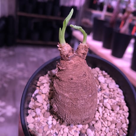 euphorbia    primulifolia  《S size》※希少二頭株《white花》※ぼてっと丸々したformeが堪らない人気者‼︎※ 限定 1株‼︎
