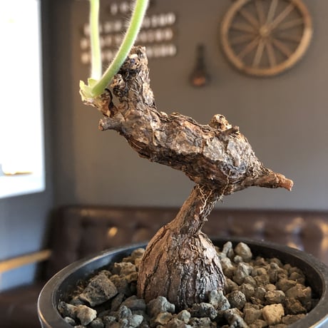pelargonium lobatum《L  size》※現地球発根済株※店主国内管理6年株※個体差として大変特化した樹形の持ち主‼︎ロバツムにしてはbig株※mad black pot植え