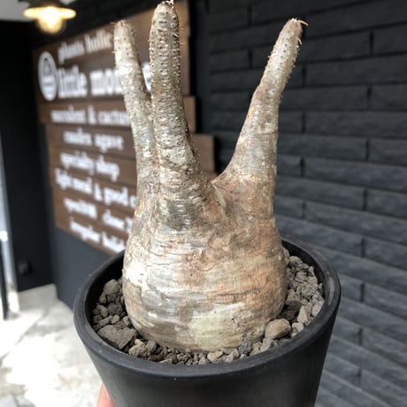 packypodium  gracilius《M  size》※現地球発根済株※霜降り茶肌colorのぼってり樹形‼︎選抜株※mad black pot植え