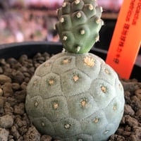 tephrocactus geometricus 《M size》※現地球株カキ仔発根済※③丸々とかわいく綺麗な玉型維持のカキ仔※black bowl pot植え