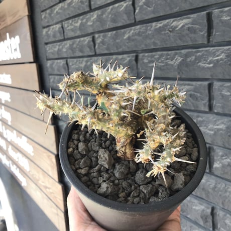 sarcocaulon crassicaule《M size》※現地球発根済株※発根後店主国内管理2年株※興奮するほど良枝振り‼︎強棘に縮れ葉＆白花のギャップ萌えな一株※mad black pot植え