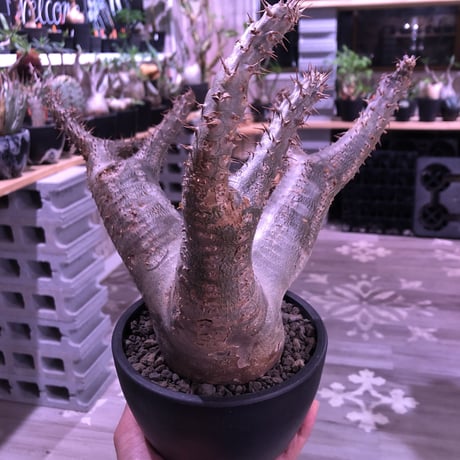 packypodium    makayense《L size》※現地球発根済株‼︎ ※株元太く‼︎wild株且つ美肌マカイ※mad black bowl pot植え