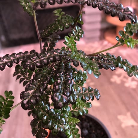 opercullicarya   decaryi  littmon  seed🌱  《5年半株》※大変成長は早く、幹幅も太く育ってくれた選抜株‼︎※mad  black  pot植え　※限定3株
