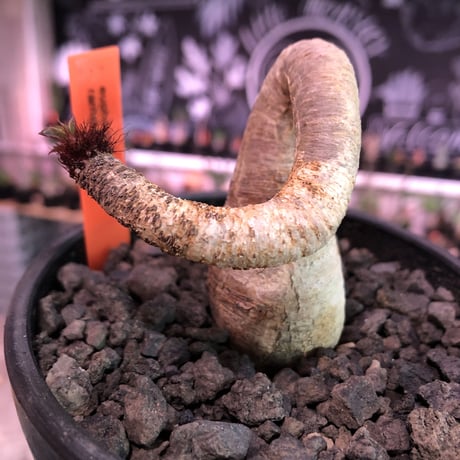 euphorbia ramena《M size》※ぽっこり塊根の上、特に絶妙な捻くれ加減が堪らないラメナ‼︎希少南アフリカ物※mad black bowl pot植え