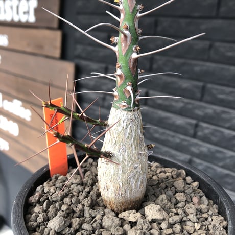 fouquieria  purpusii《L size》激希少大株‼︎※現地球発根済株※店主国内管理7年株※ビッグな壺型の最高品質‼︎昨今流通極少な渾身の一株‼︎※mad black pot植え