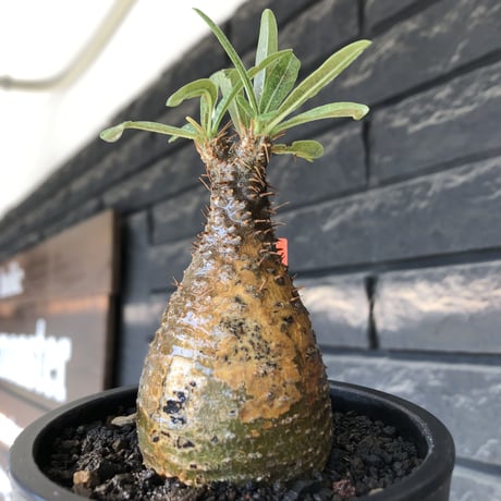 グラキリス 国内管理3年 付ける 