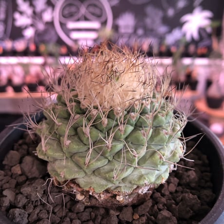 strombocactus 菊水《大きめL size》※希少‼︎現地球発根済株※実生菊水でなく希少高さ現地球株の上、更に大きく成長するtypeのbig菊水‼︎※mad black bowl pot植え