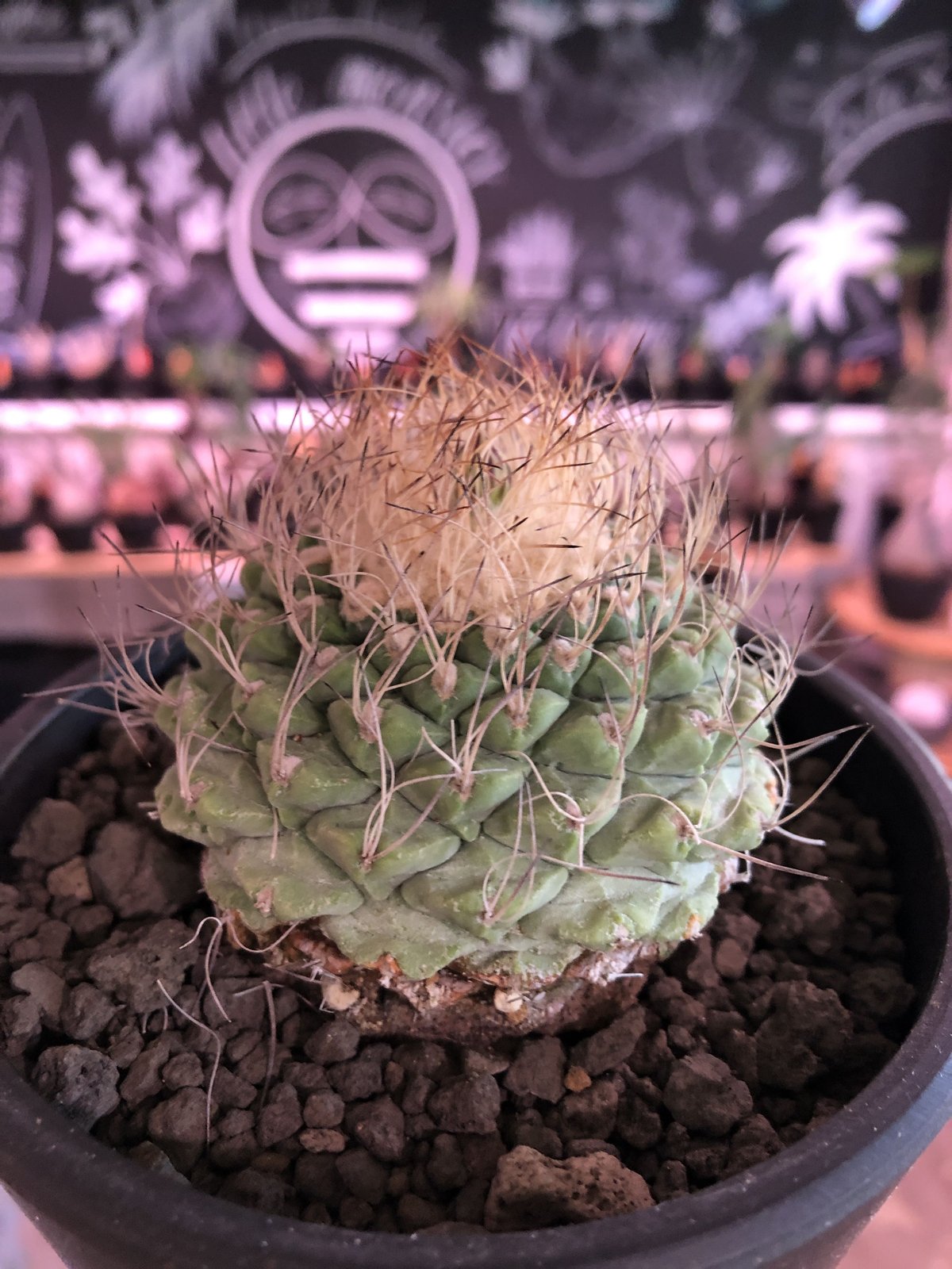 【美株】　菊水 成田大疣菊水 国内実生 美株】 菊水 成田大疣菊水 国内実生