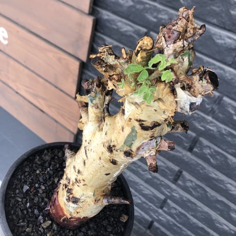 commiphora  holtziana《LL size》※現地球発根後店主国内管理3年株※weight低め且つ極太幹も味深くカッコいい一株※mad black bowl pot植え