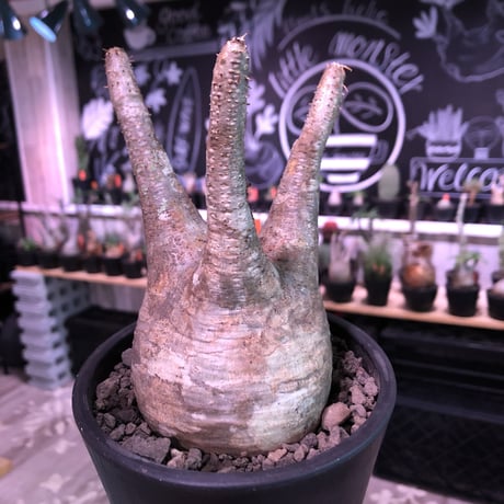 packypodium  gracilius《M  size》※現地球発根済株※霜降り茶肌colorのぼってり樹形‼︎選抜株※mad black pot植え