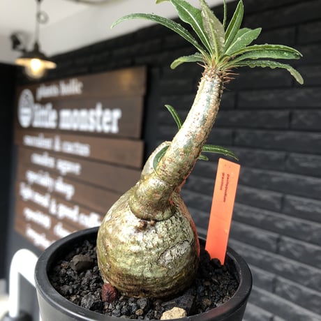 pachypodium gracilius《S size》極green肌&ぼってり樹形※現地球発根後店主国内管理2年株※丸み強く絶妙な捻くれ枝振りも愛くるしい一株※mad black pot植え