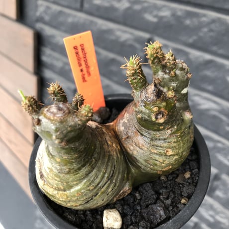 pachypodium gracilius《大きめS size》希少green肌&まん丸W-he'd株※現地球発根後店主国内管理3年株※愛くるしい球体&B面現地焼け※mad black pot植え