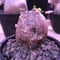 packypodium bispinosum 《S size》※現地球発根済株‼︎※ぼってりと球体美株で可愛さ半端なく堪らない‼︎※mad black pot植え