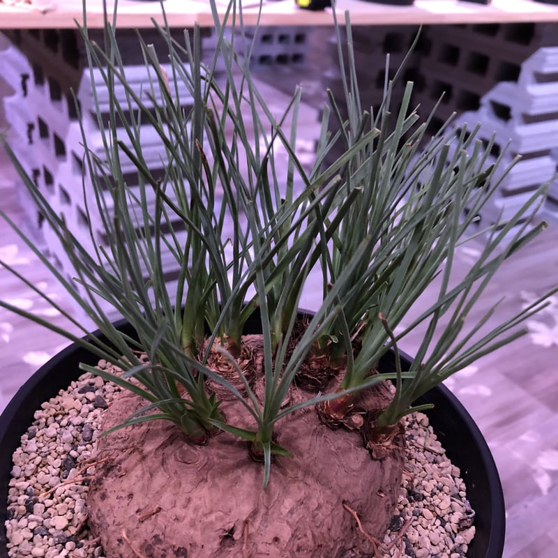 calibanus hookeri《L size》希少・極美株 | plants holi