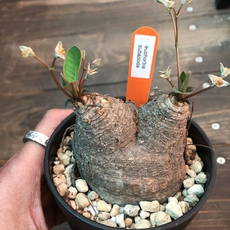 euphorbia   subapoda《M size》