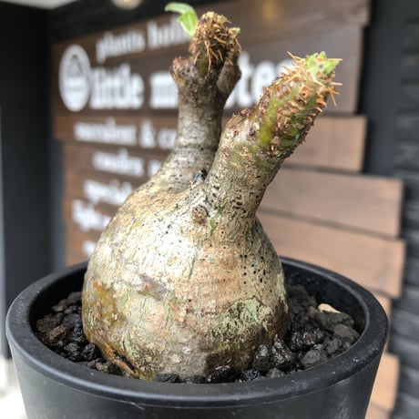 packypodium  gracilius《小さめM size》希少ニ頭枝※現地球発根済株※店主国内管理2年株※大変バランス良きニ頭枝‼︎両A面のぼってり選抜株※mad black pot植え