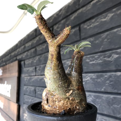 pachypodium gracilius《小さめM size》現地焼け肌※現地球発根後店主国内管理3年株※岩肌に当たり育ったエグれ傷を持つwildな出立ちが堪らない※mad black pot植え