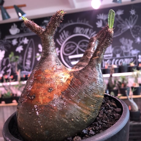 packypodium  gracilius《L size》※現地球発根済株※大変、美術的インテリア性も高く、両A面で現地焼けの一味プラスのオススメ株‼︎※mad black bowl pot植え