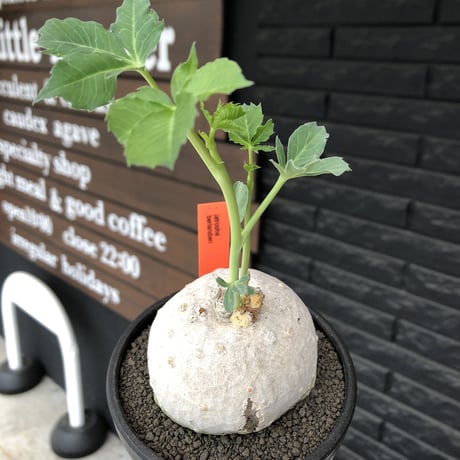 jatropha berlandieri《大きめ M size》※現地球発根後店主国内管理4年株※球体樹形に極美しい白肌と葉とのcontrastが堪らない※mad black bowl pot植え