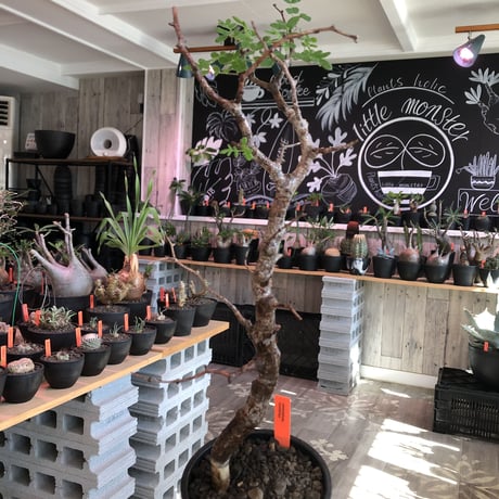 commiphoramonstrosa | STORES