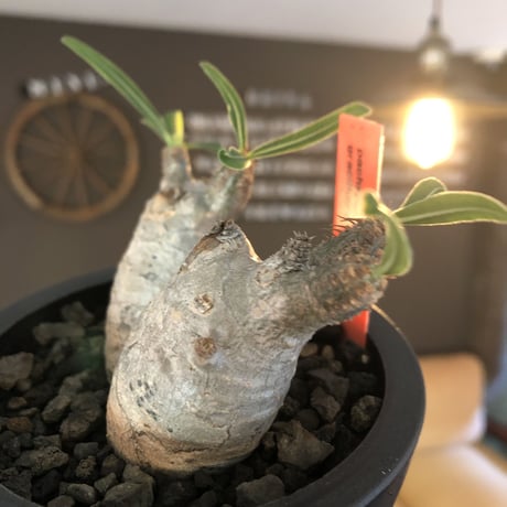 pachypodium gracilius《S size》白肌&W-he'd株※現地球発根後店主国内管理2年株※美しくかわいすぎる一株※mad black pot植え