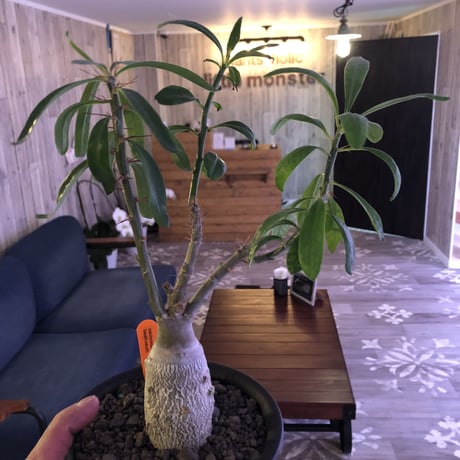 packypodium   bispinosum《M size》