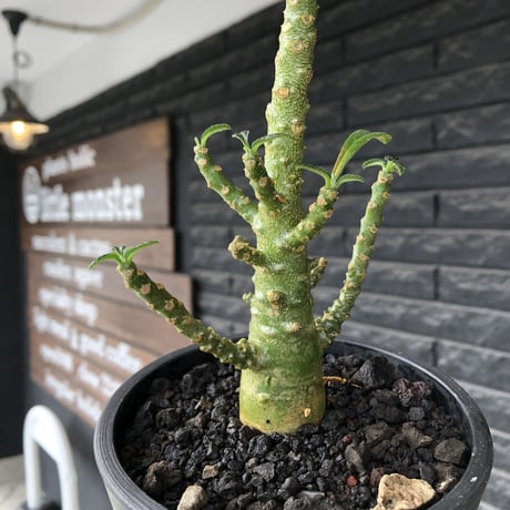 希少‼︎dorstenia gigas《小さめL  size》littmon  seed🌱8年株※ぼってり株元に良枝振りバランス良きリトモン渾身の一株※mad black pot植え