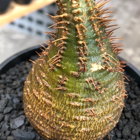 pachypodium gracilius《小さめM size》※現地球株発根済※とびきり球体感強きgreen肌で堪らなくかわいい一株‼︎※black bowl pot植え