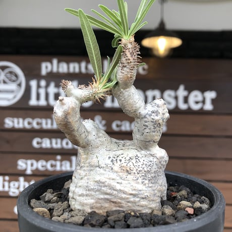pachypodium gracilius《大きめS size》※希少‼︎白肌株※現地球発根後店主国内管理2年株※絶妙な捻くれ枝振り&美しい純白が堪らない※mad black bowl pot植え
