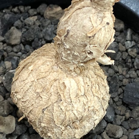 euphorbia cremersii《L size》※現地球株発根済※ぽっこりとまん丸塊根&葉の淵には赤みを持ちギザギザ葉の可愛いCITES1希少種※black pot植え