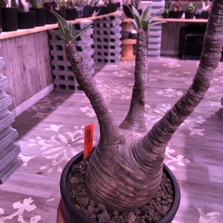 pachypodium  gracilius《L size》※現地球株発根済み株‼︎  （限定1株）球体balance良き、おすすめグラキリス※mad black bowl pot植え‼︎