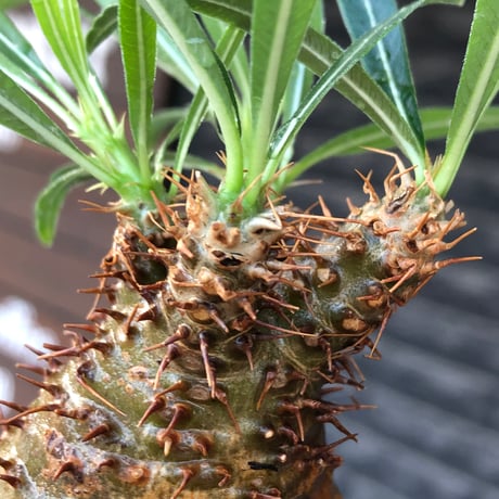 pachypodium gracilius《大きめS size》※現地球株発根済※可愛さだけでは終わらない!green肌＆現地焼けに横筋の強さも堪らない一株※black bowl pot植え